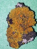 Xanthomendoza hasseana image