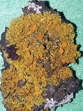 Xanthomendoza hasseana image