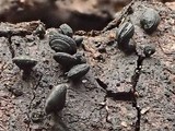Lophium mytilinum image