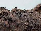 Lophium mytilinum image