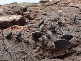 Lophium mytilinum image