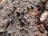 Lophium mytilinum image