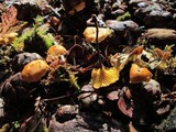 Xeromphalina cornui image