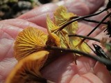 Xeromphalina cornui image