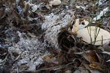 Leucopaxillus albissimus image