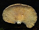 Panellus pusillus image