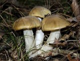 Entoloma bicolor image