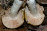 Entoloma bicolor image