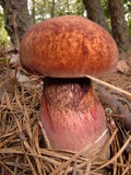 Boletus oliveisporus image