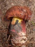 Boletus oliveisporus image