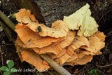 Laetiporus huroniensis image