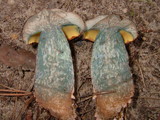 Boletus oliveisporus image