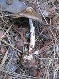 Amanita porphyria image