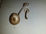 Entoloma tjallingiorum image