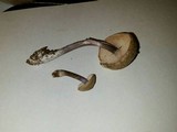 Entoloma tjallingiorum image
