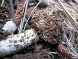 Amanita porphyria image