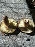 Lactarius rubrilacteus image