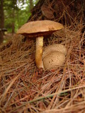 Pseudoboletus parasiticus image