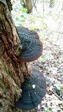 Phellinus robiniae image