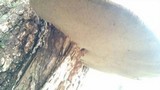 Phellinus robiniae image