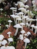 Termitomyces microcarpus image