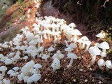 Termitomyces microcarpus image