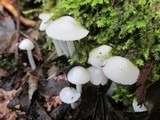Termitomyces microcarpus image