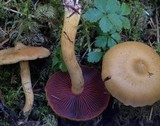Cortinarius semisanguineus image