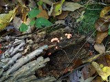 Lycogala epidendrum image