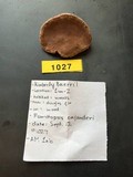 Fomitopsis cajanderi image