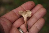 Aphroditeola olida image