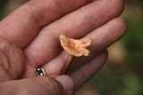 Aphroditeola olida image