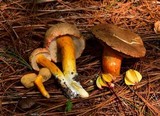 Tylopilus leucomycelinus image