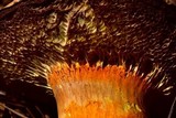 Tylopilus leucomycelinus image