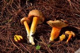 Tylopilus leucomycelinus image