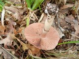 Agaricus silvaticus image