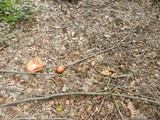 Amanita caesarea image