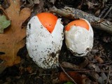 Amanita caesarea image