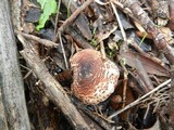 Lepiota brunneoincarnata image