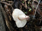 Lepiota brunneoincarnata image