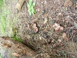 Lepiota brunneoincarnata image