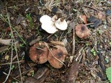 Lepiota brunneoincarnata image