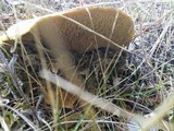 Suillus caerulescens image