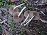 Psathyrella piluliformis image