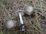 Entoloma rhodopolium image