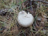 Entoloma rhodopolium image