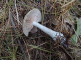 Entoloma rhodopolium image