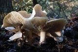Clitocybe subconnexa image