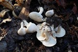 Clitocybe subconnexa image
