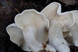 Clitocybe subconnexa image